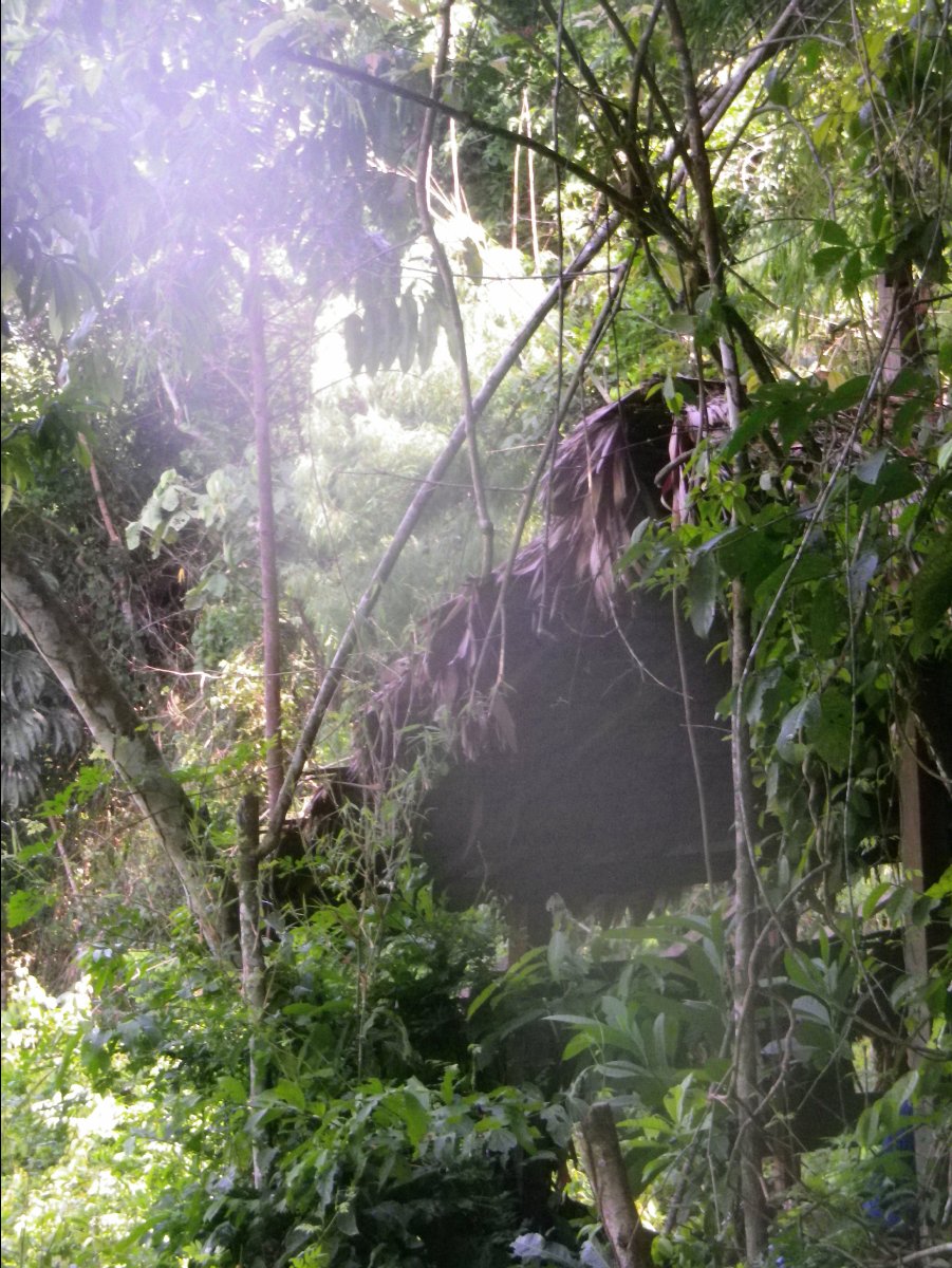 Amazon - Peru11